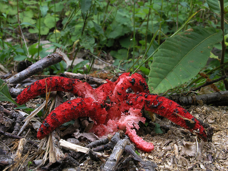 Clathrus archeri (Berk.) Dring Scheda fotografica